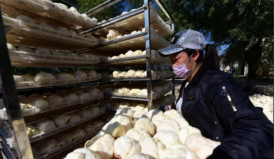 近日黑龍江猴頭菇大量收成，熱泵烘干機(jī)在當(dāng)中起多大作用？