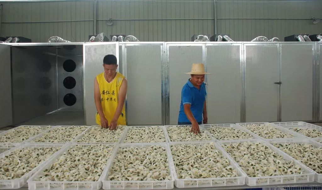 我國中藥材種植面積獲增長，烘干技術(shù)要求高